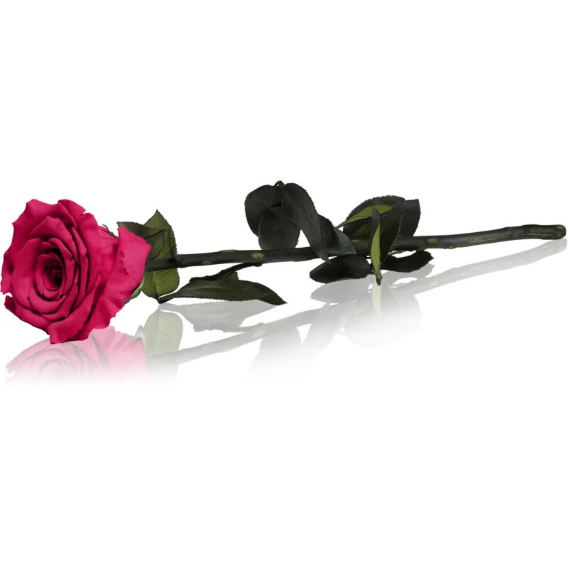 RoseAmor Fuchsia trandafir stabilizat pe tulpină 30 cm 1 buc