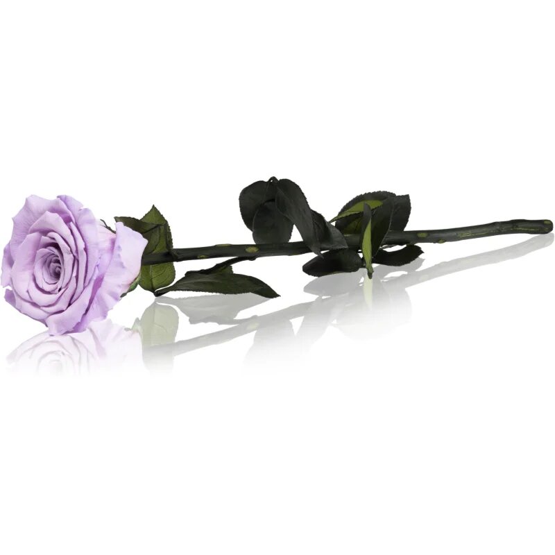 RoseAmor Lila trandafir stabilizat pe tulpină 30 cm 1 buc