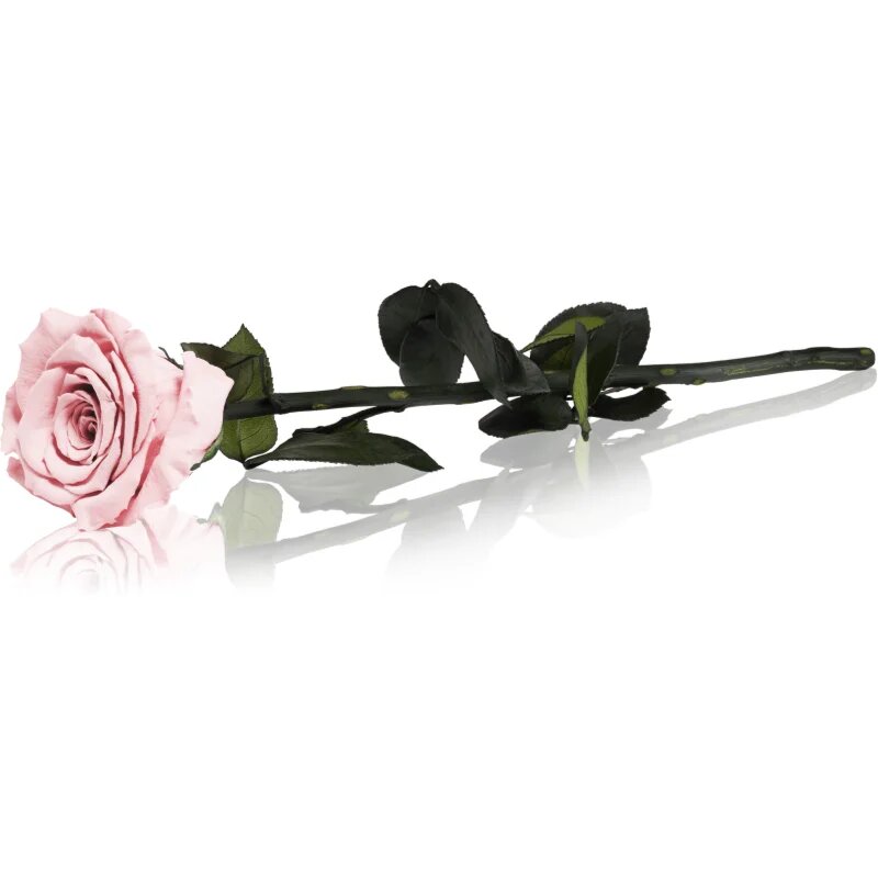 RoseAmor Pink trandafir stabilizat pe tulpină 30 cm 1 buc