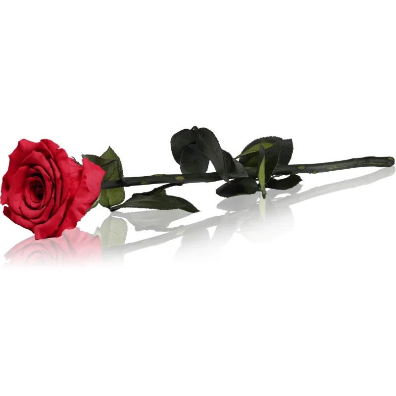 RoseAmor Red trandafir stabilizat pe tulpină 30 cm 1 buc