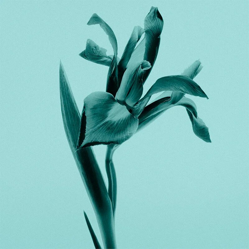 Tiffany & Co. Eau de Parfum pentru femei 75 ml
