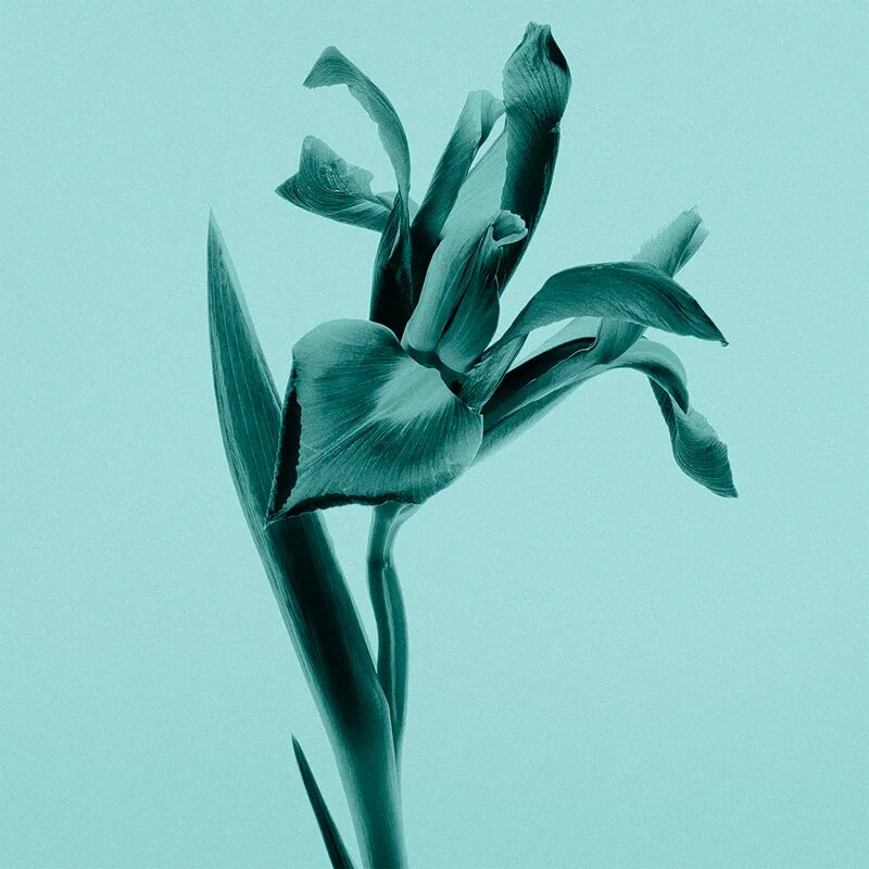 Tiffany & Co. Sheer Eau de Toilette pentru femei 50 ml
