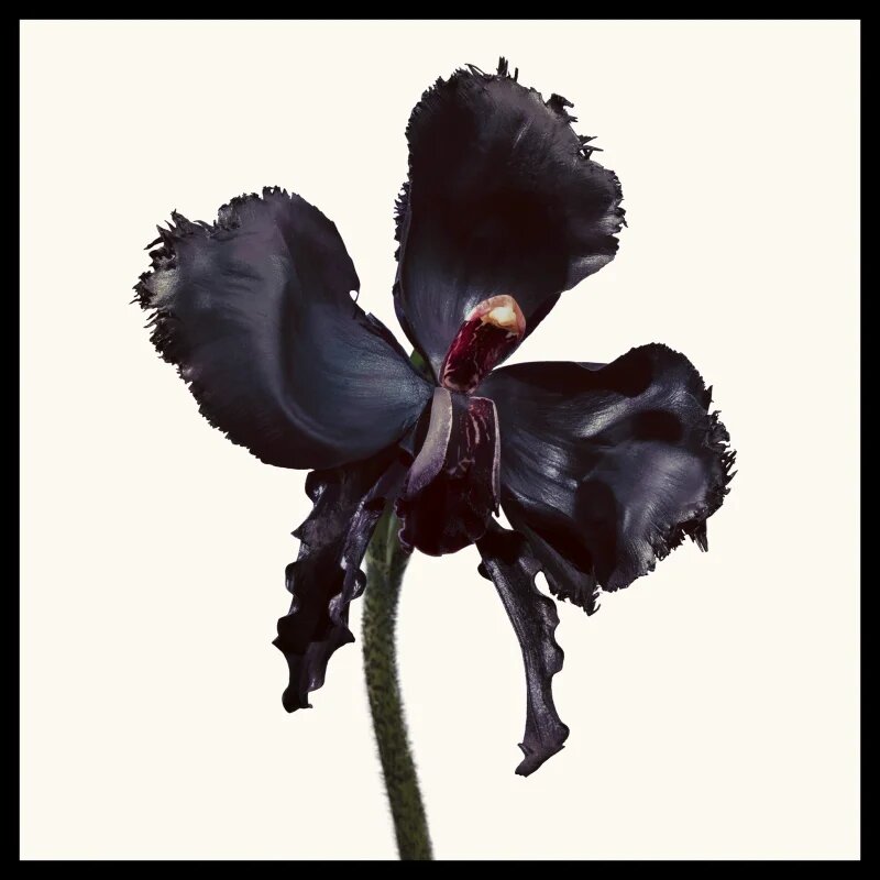 TOM FORD Black Orchid Reserve parfum unisex 50 ml
